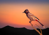 Bulbul Poster och Canvastavla