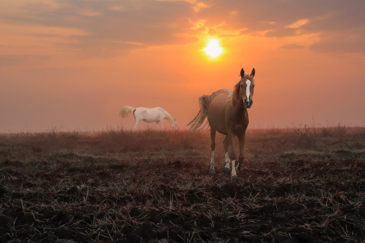 Autumn morning Poster och Canvastavla