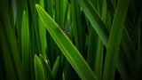 Hidden dragonfly Poster och Canvastavla