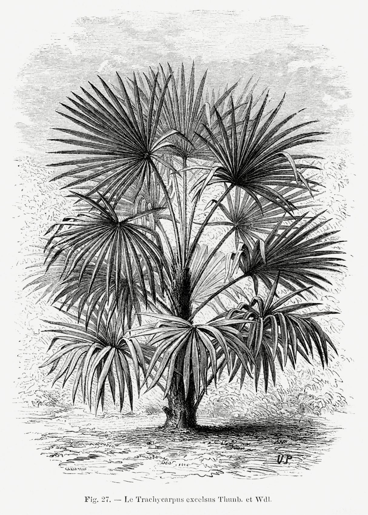 Vintage Palm Tree Drawing Xi Poster och Canvastavla