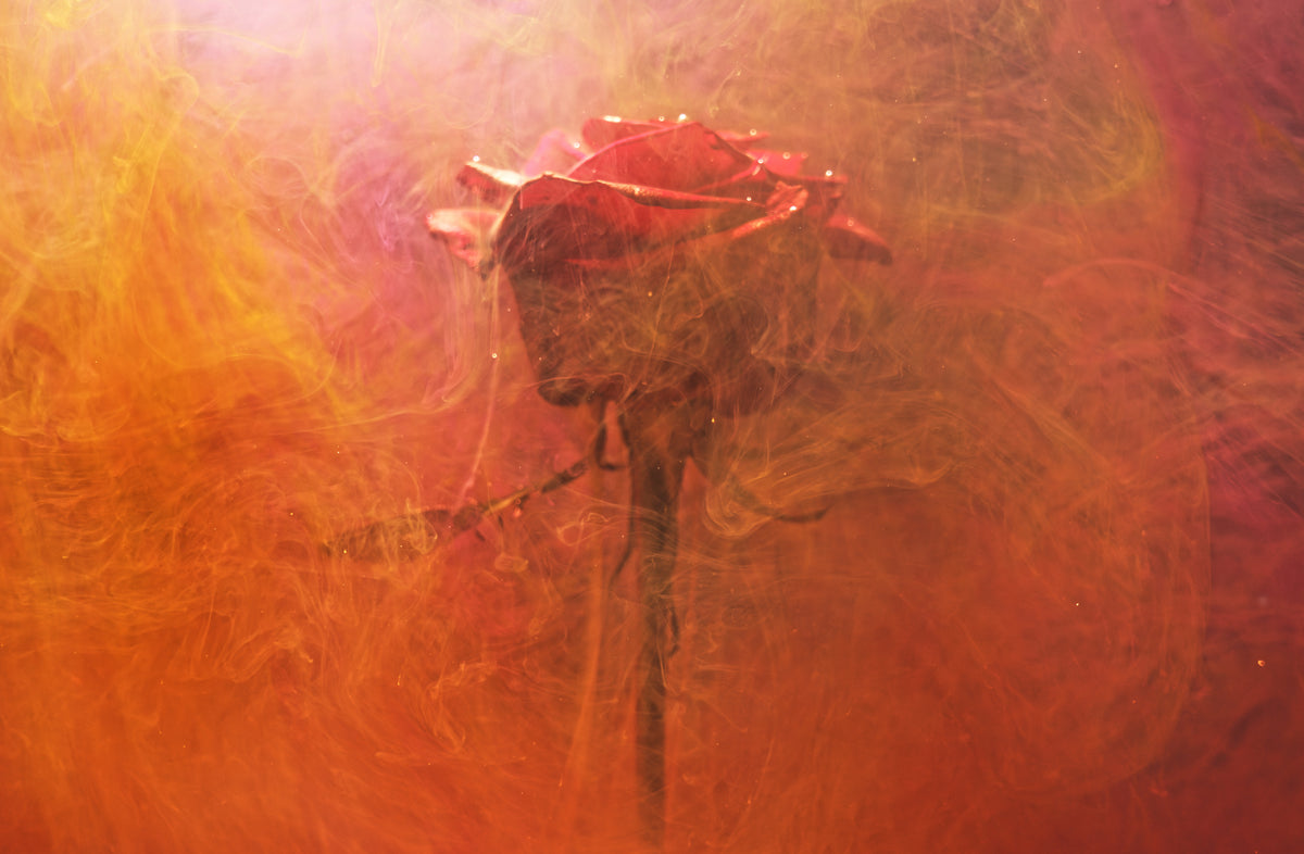 red rose and ink in water Poster och Canvastavla