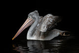 Pelecanus philippensis Poster och Canvastavla