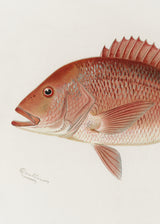 Red Snapper Poster och Canvastavla