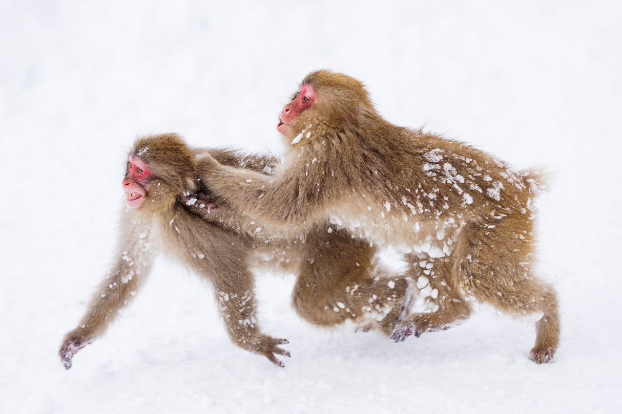 Snow Monkey, playing Poster och Canvastavla