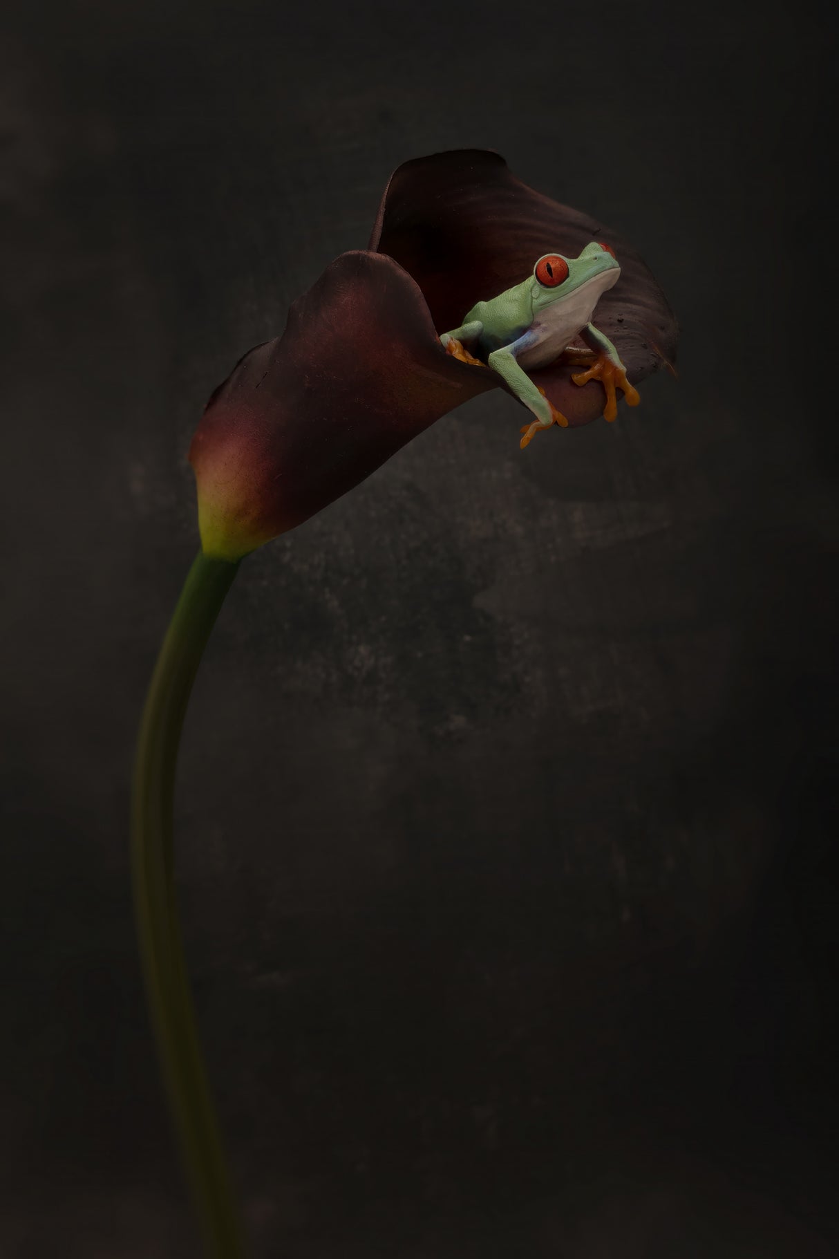 Portrait of a Red Eyed Tree Frog Poster och Canvastavla