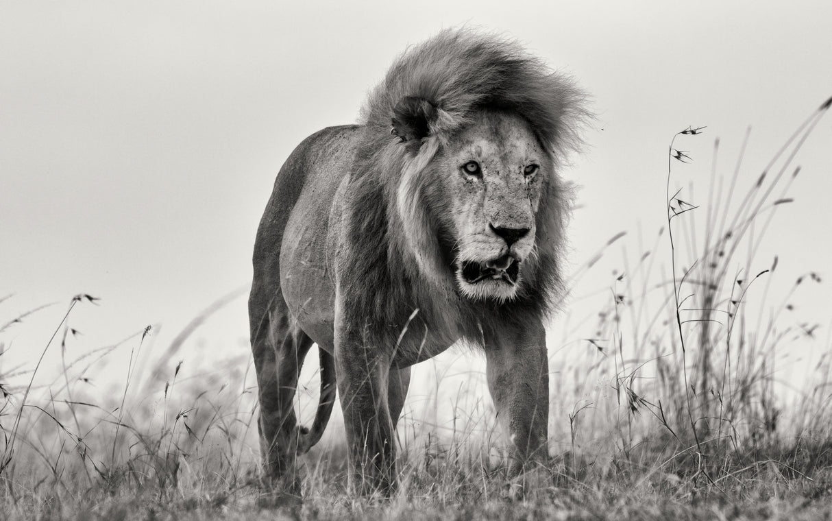 The King Poster och Canvastavla