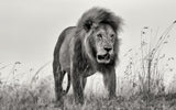 The King Poster och Canvastavla