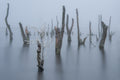 Frozen and foggy world ........ Poster och Canvastavla