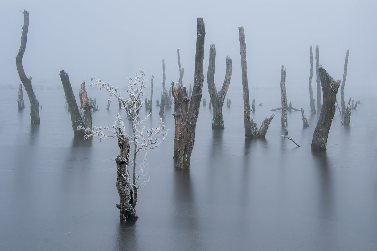 Frozen and foggy world ........ Poster och Canvastavla