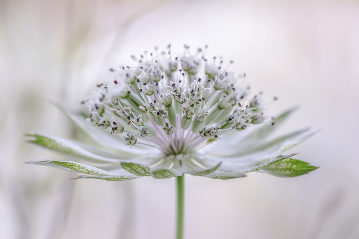 Astrantia Poster och Canvastavla
