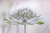 Astrantia Poster och Canvastavla