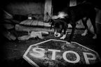 STOP Project Lives on Hold Poster och Canvastavla