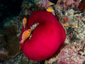 Underwater Tomato Poster och Canvastavla