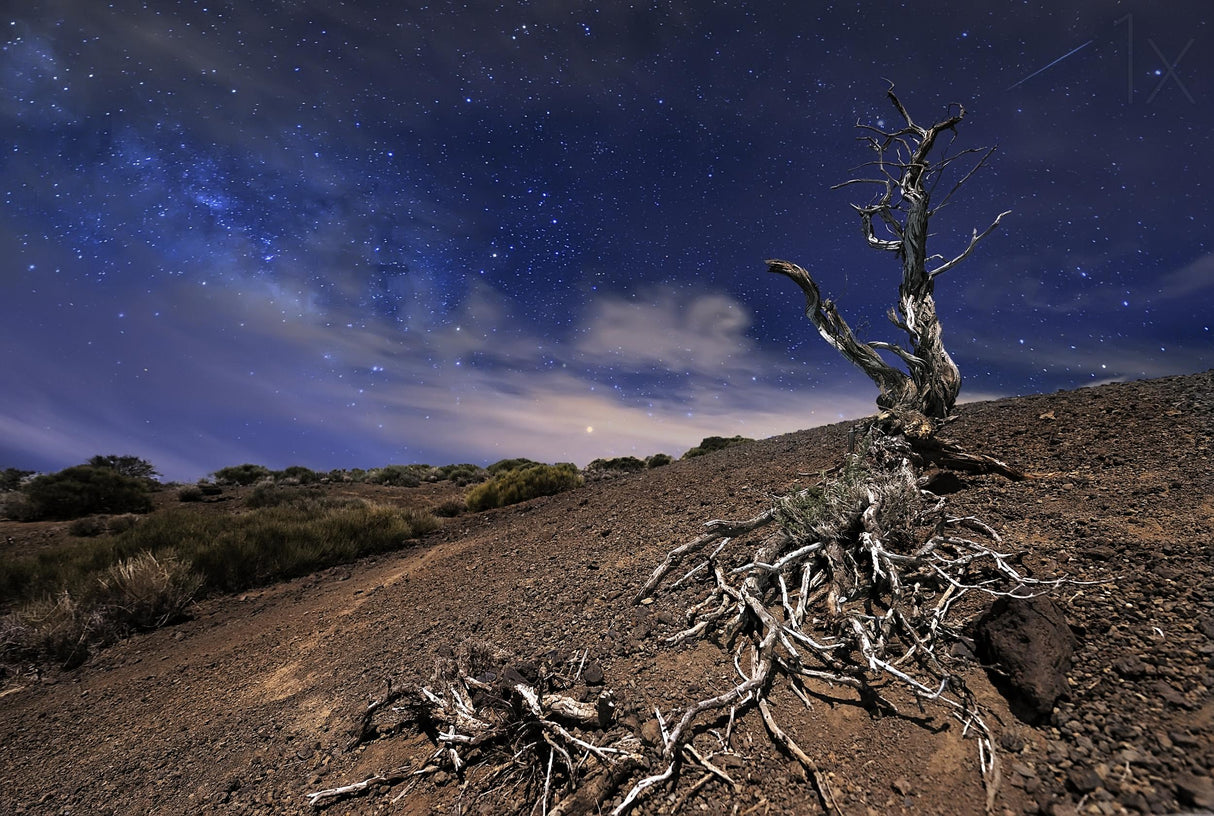 Tree in the night Poster och Canvastavla