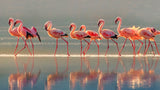 Flamingo Poster och Canvastavla