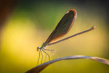 dragonfly Poster och Canvastavla