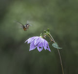 Hummingbird in flight Poster och Canvastavla