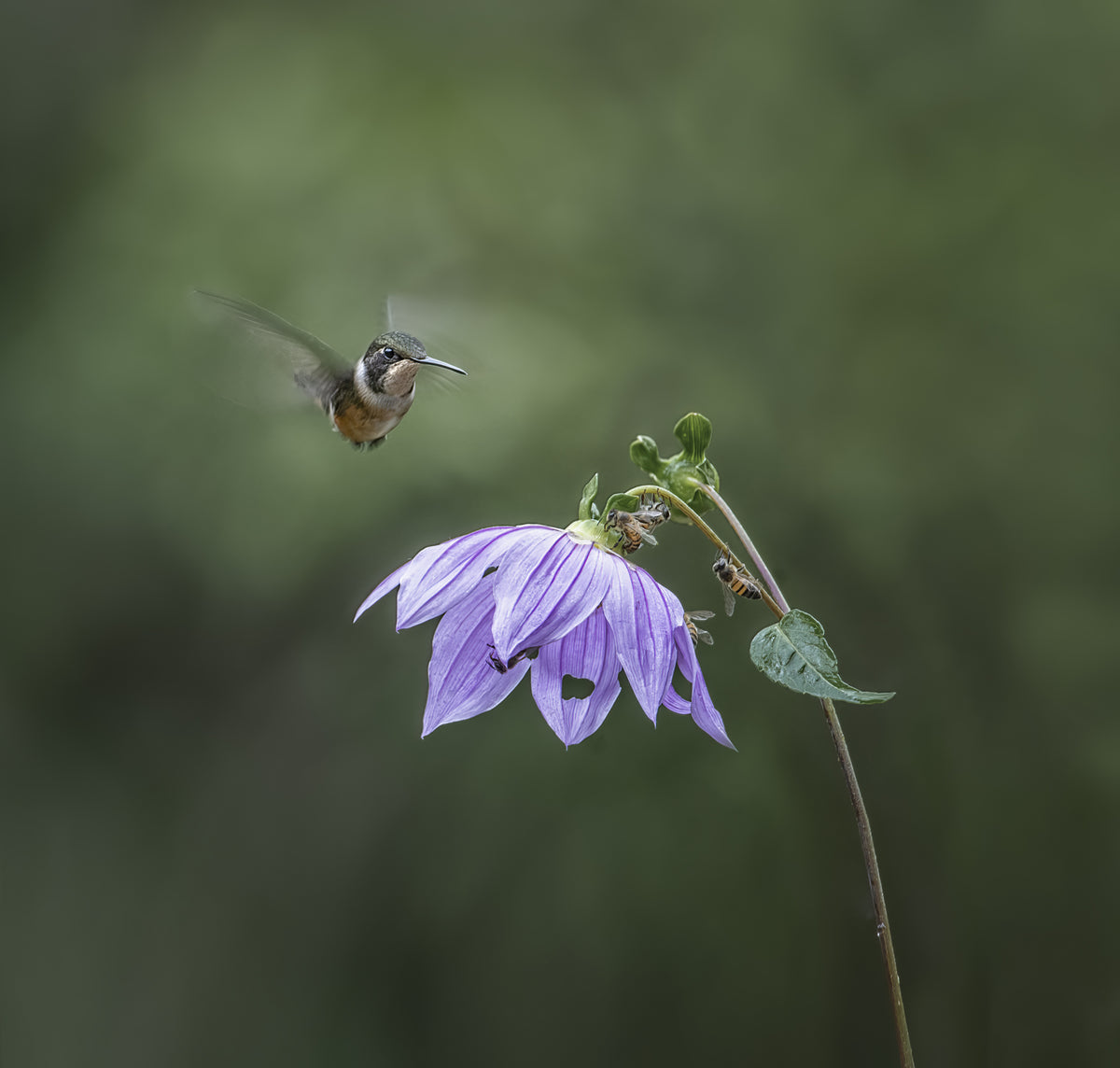Hummingbird in flight Poster och Canvastavla