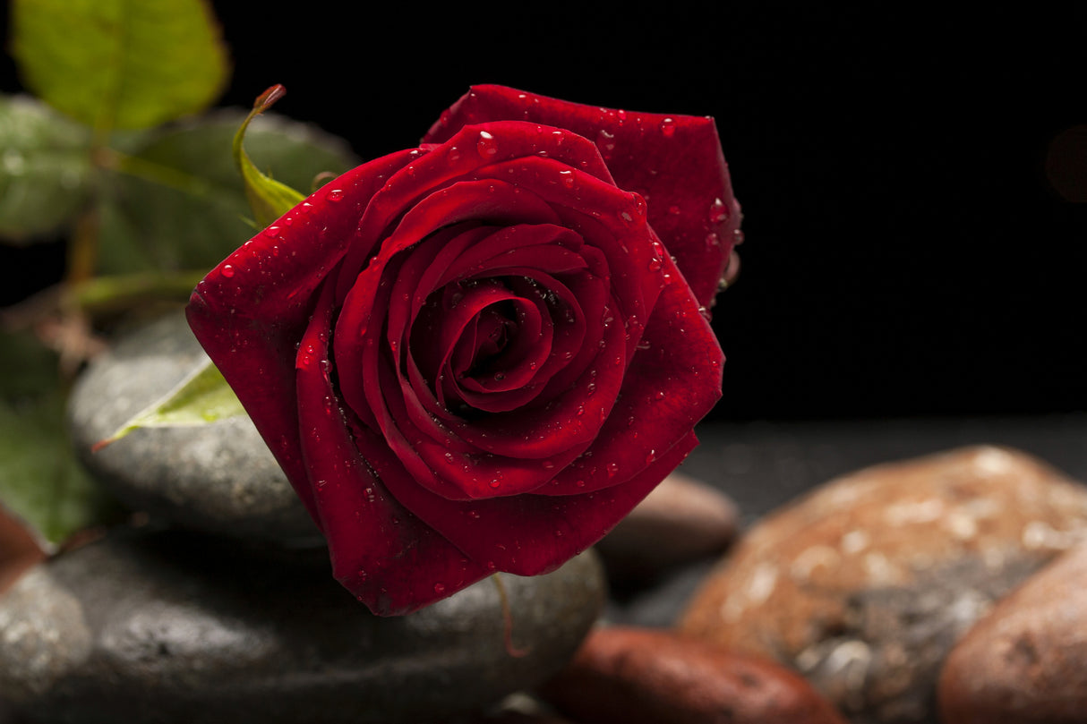 red rose Poster och Canvastavla