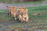 Follow the leader? Poster och Canvastavla