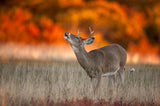 Autumn Fire Poster och Canvastavla