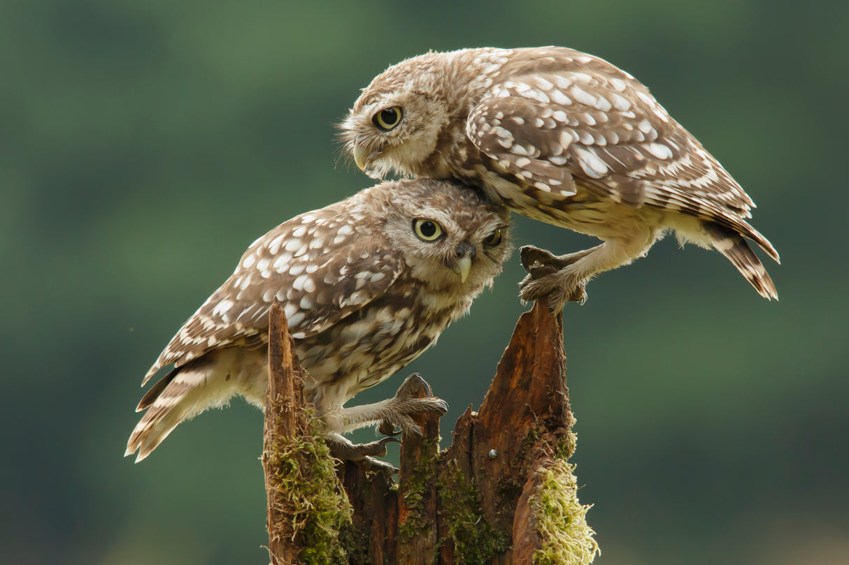 Comforting Little Owls Poster och Canvastavla
