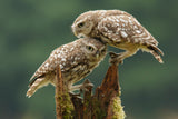 Comforting Little Owls Poster och Canvastavla
