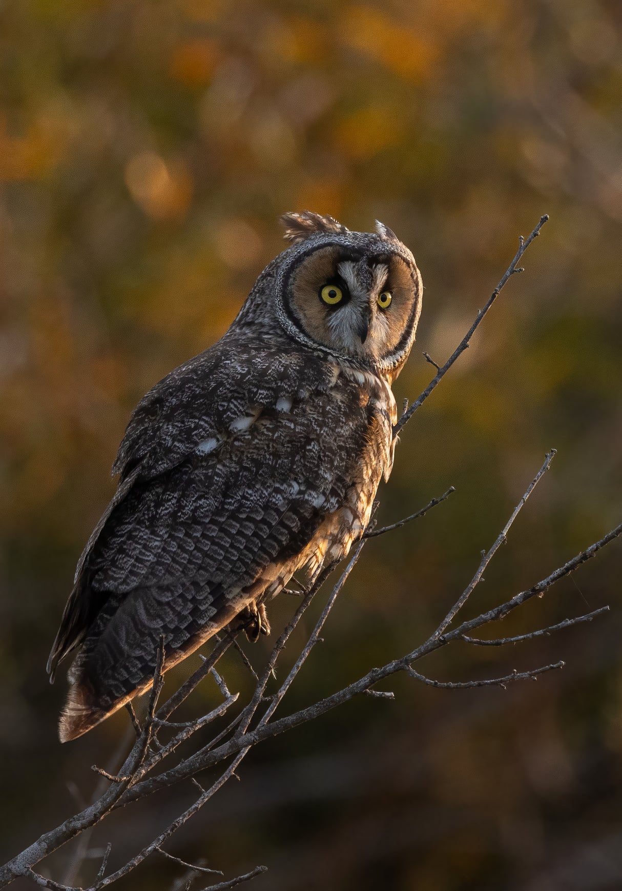 Long Ear Owl Poster och Canvastavla