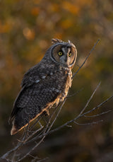 Long Ear Owl Poster och Canvastavla