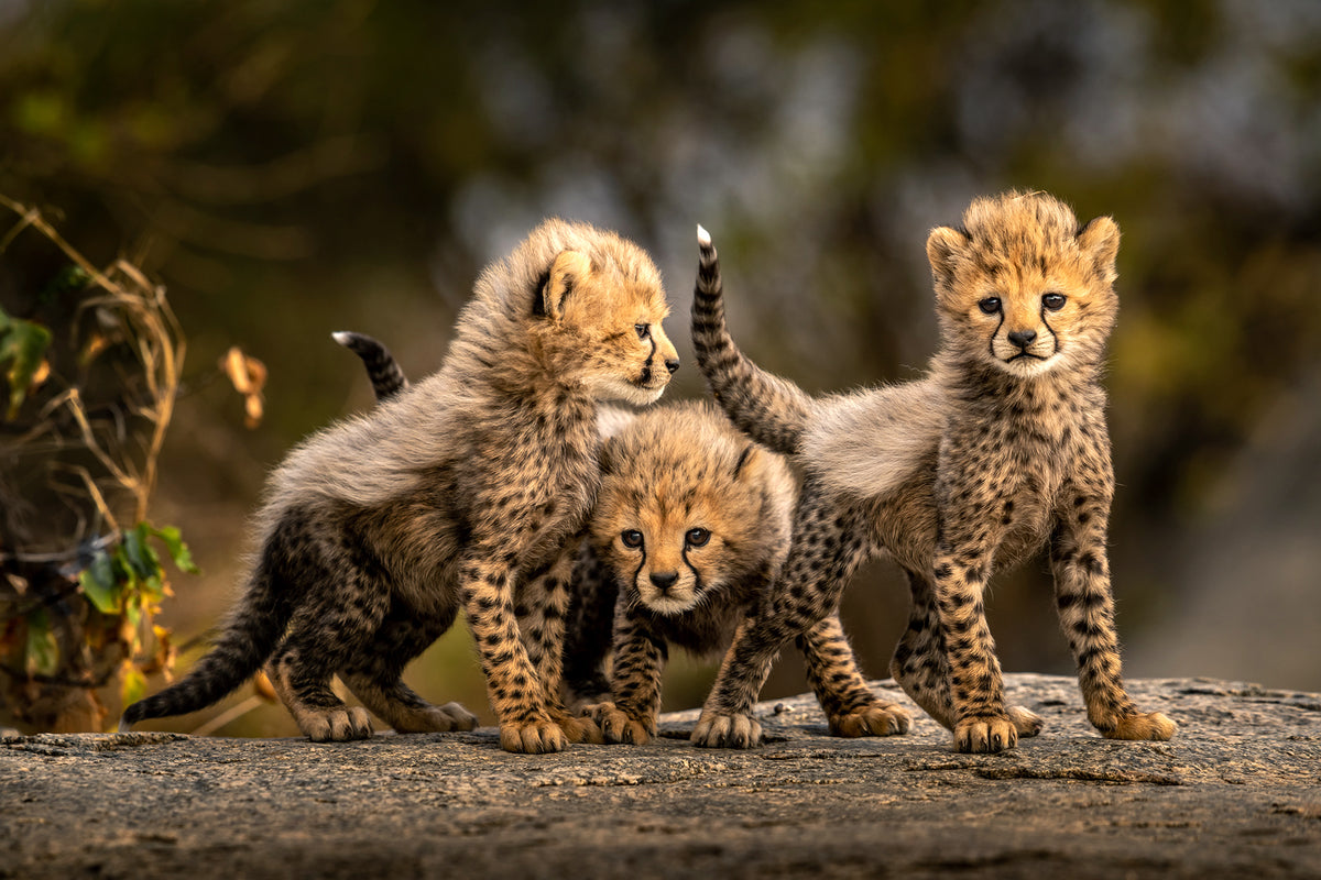 Three little cheetahs Poster och Canvastavla