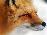Red Fox Poster och Canvastavla