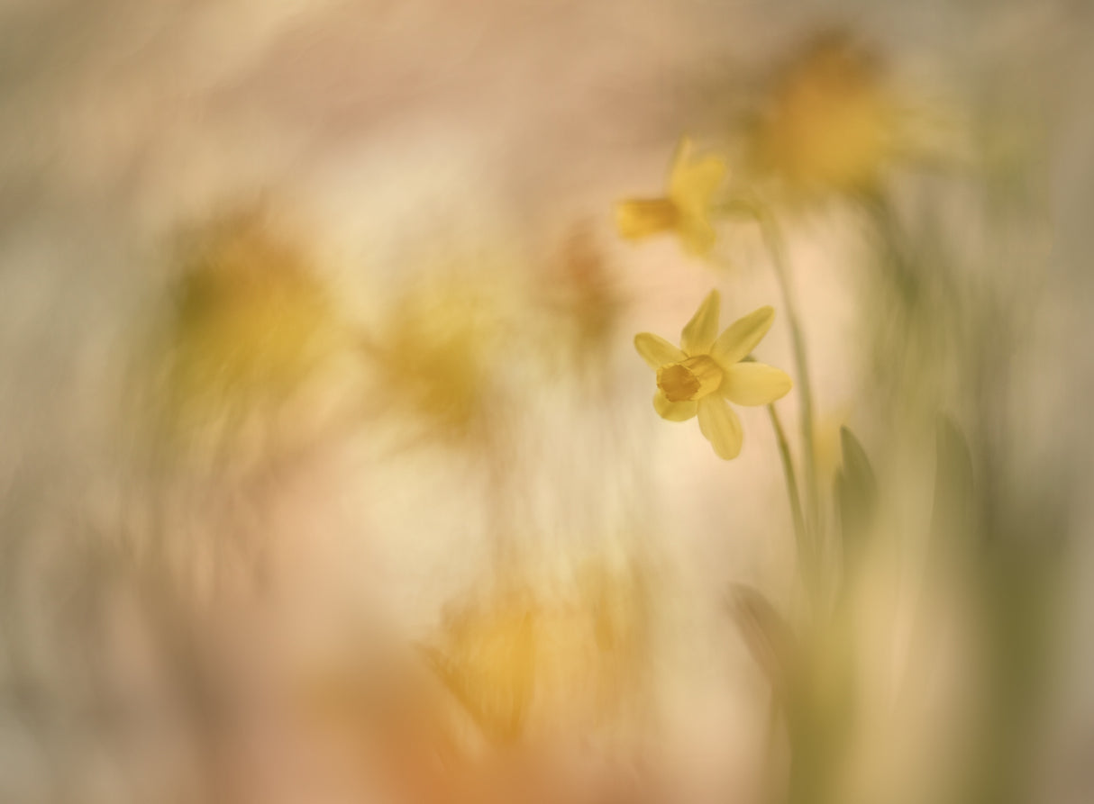 Daffodils Poster och Canvastavla