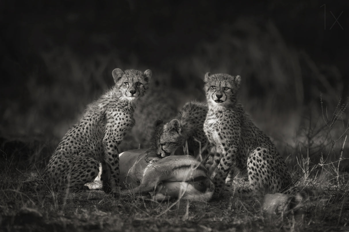 Cheetah Cubs Poster och Canvastavla