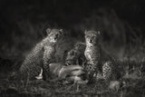 Cheetah Cubs Poster och Canvastavla