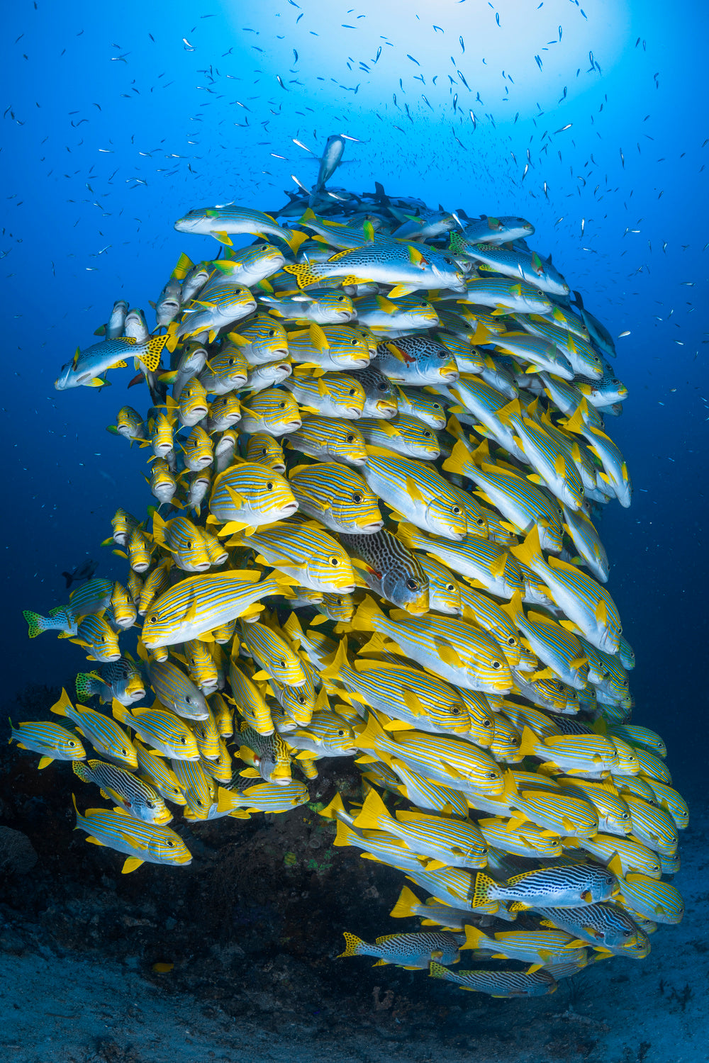 Fish Tower Poster och Canvastavla
