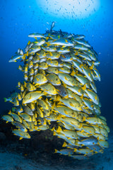 Fish Tower Poster och Canvastavla