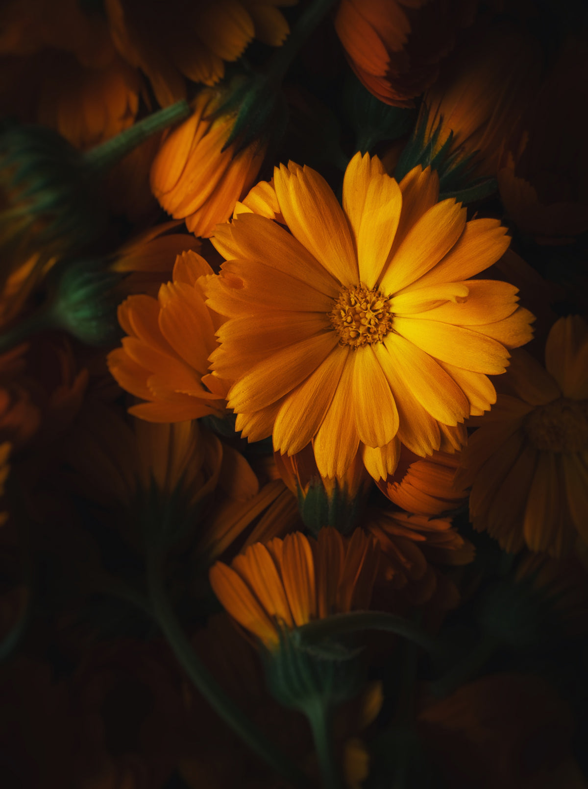 Golden flower Poster och Canvastavla
