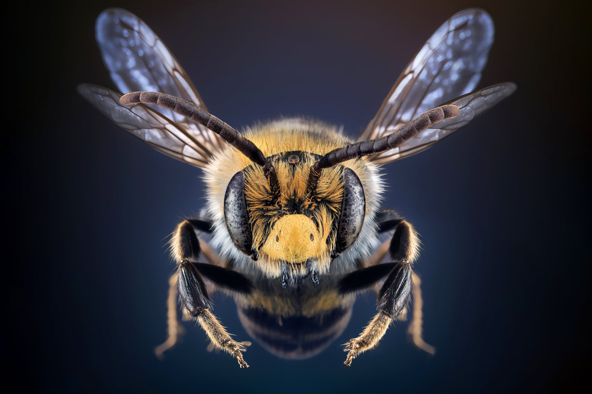 WildBee Poster och Canvastavla