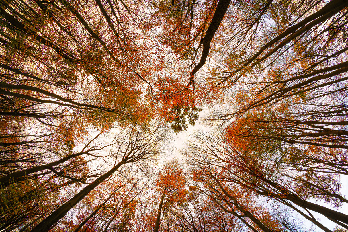 Autumn Trees Poster och Canvastavla