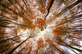 Autumn Trees Poster och Canvastavla