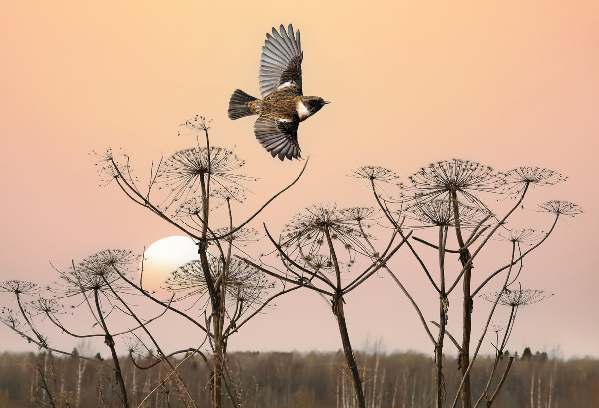 Common Stonechat in the field Poster och Canvastavla
