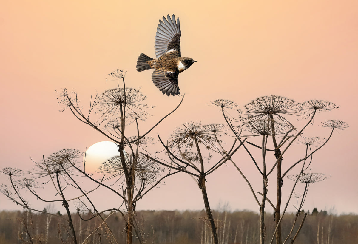 Common Stonechat in the field Poster och Canvastavla