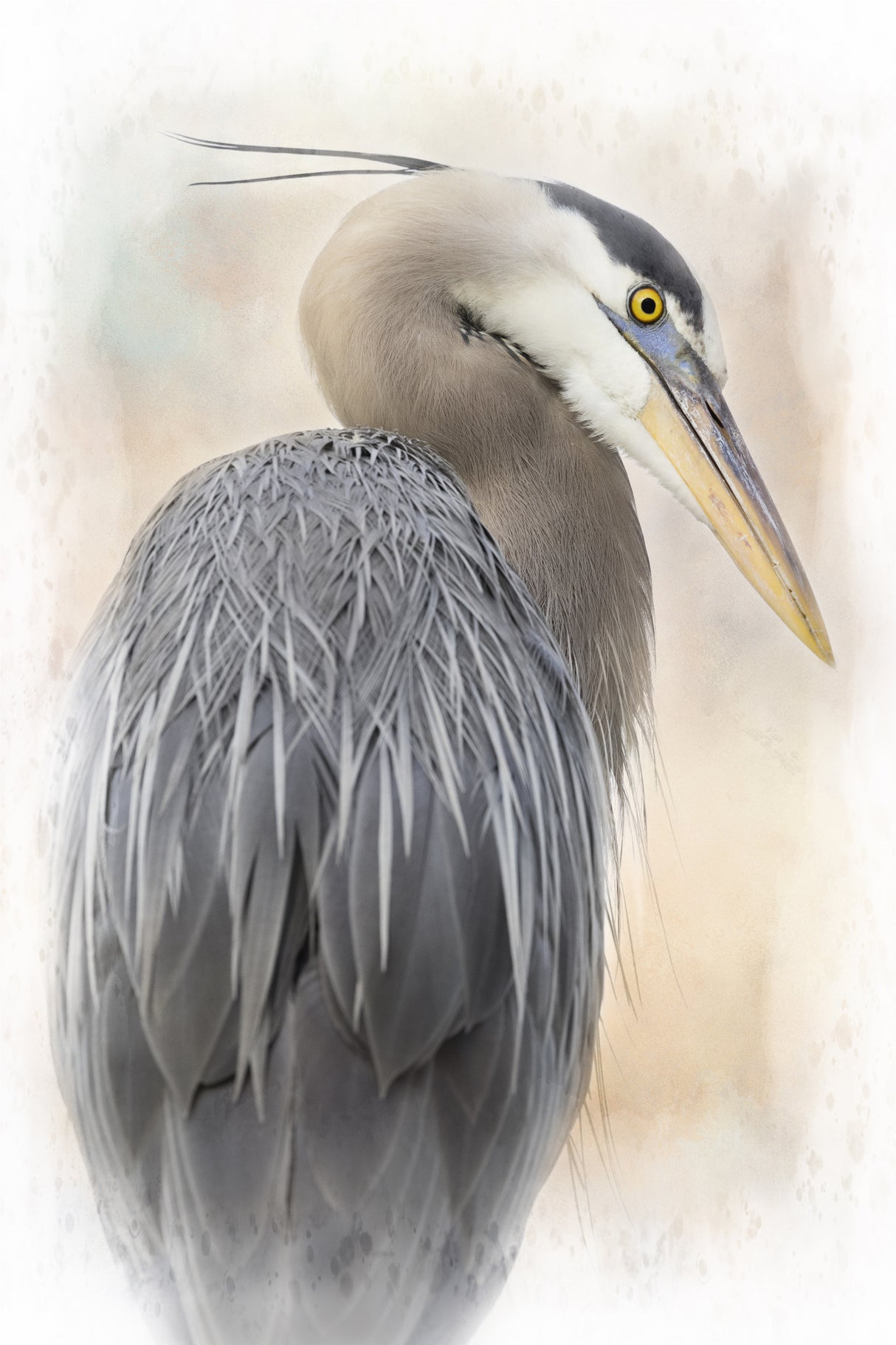 Great Blue Heron Portrait Poster och Canvastavla
