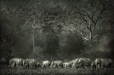 Elephant familiy Poster och Canvastavla