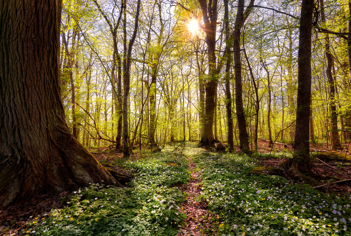 Spring in the beech forest Poster och Canvastavla