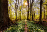 Spring in the beech forest Poster och Canvastavla