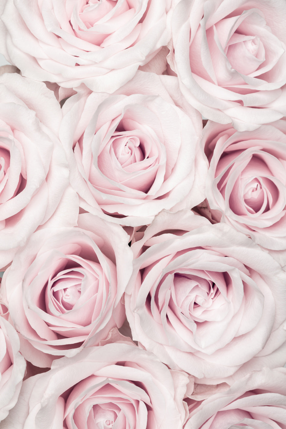 Pink Roses No 03 Poster och Canvastavla