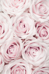 Pink Roses No 03 Poster och Canvastavla