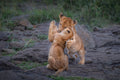 Two  cubs play Poster och Canvastavla