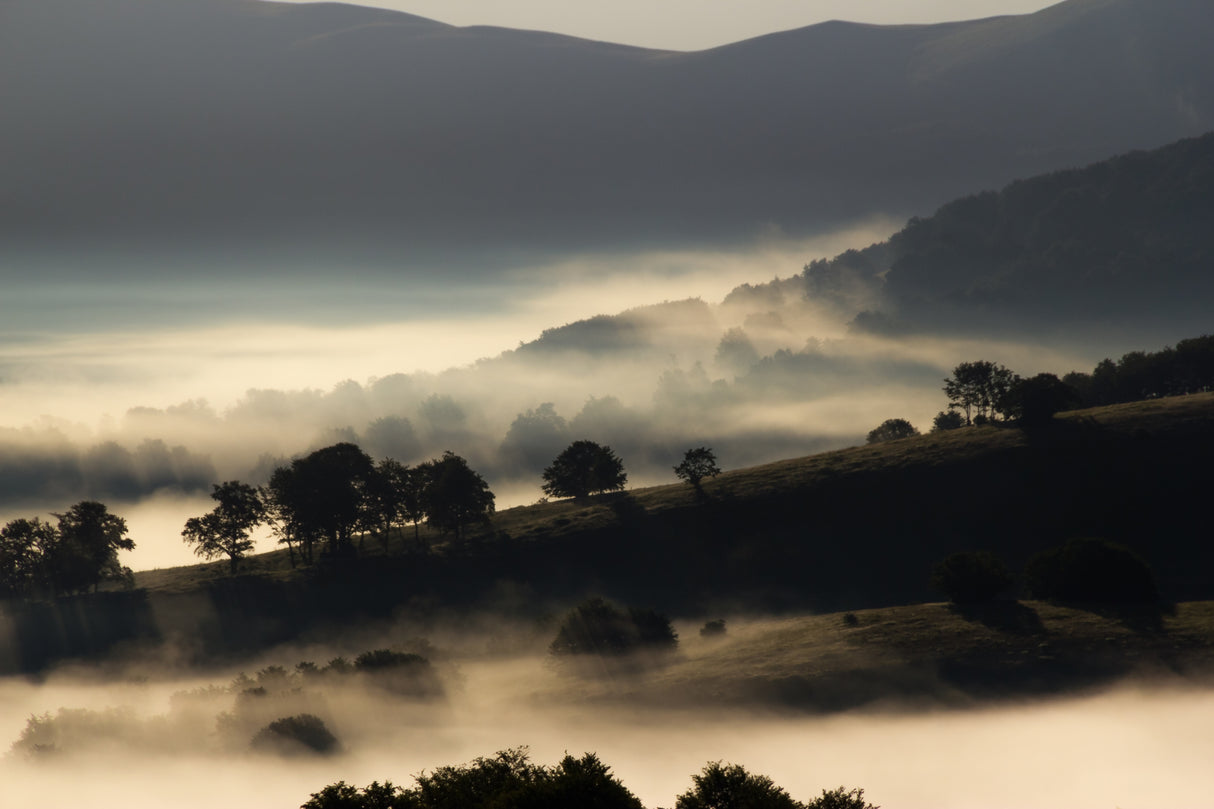 Morning mist Poster och Canvastavla